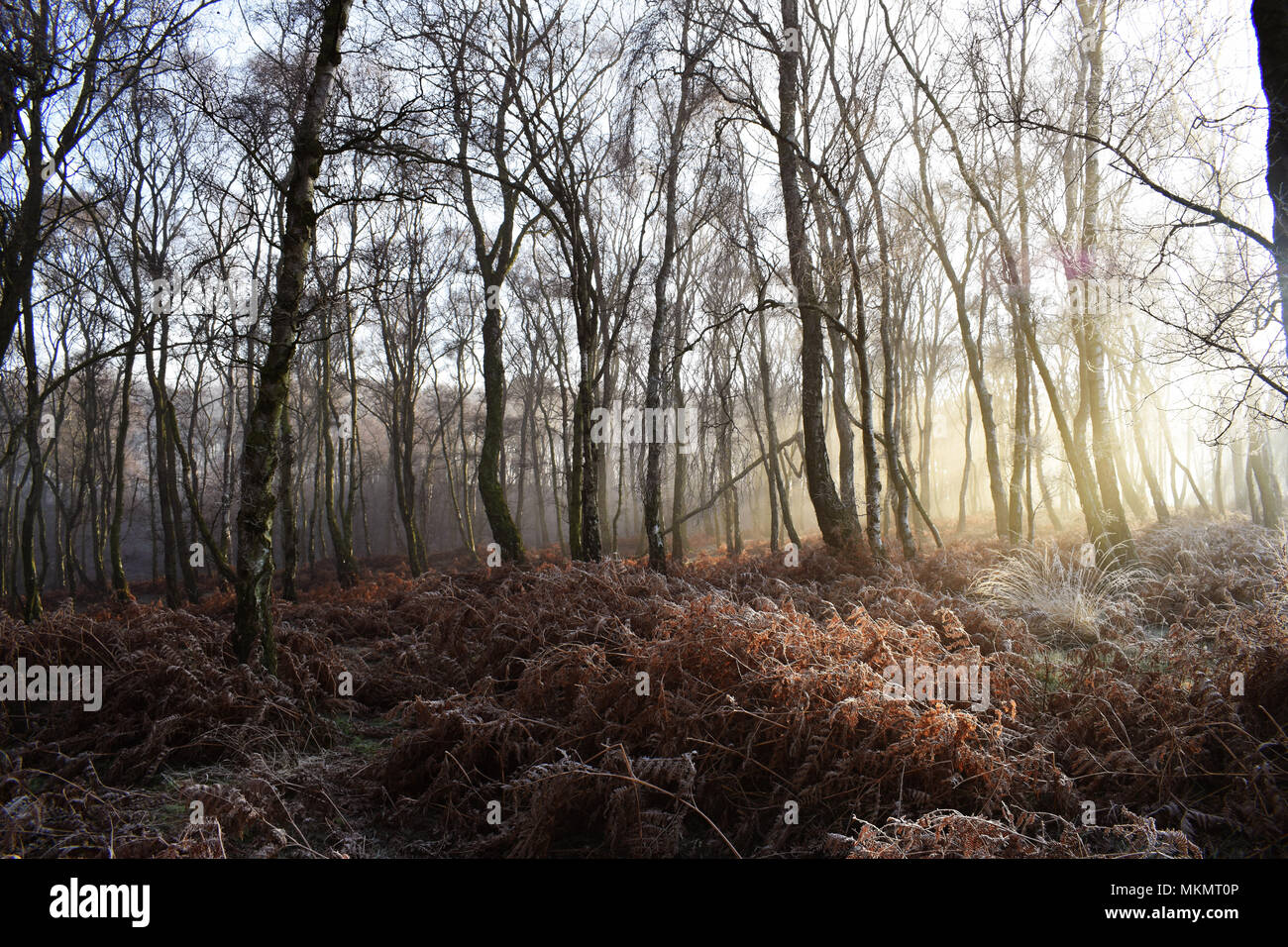 Cannock Chase woods in the morning winter sun Stock Photo