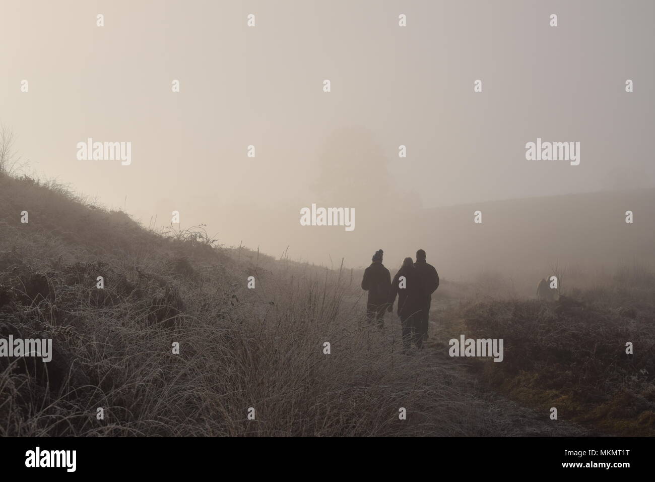 Silhouette of three people walking on a foggy morning at Cannock Chase Stock Photo