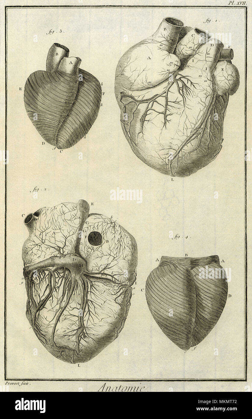 Human Heart Views Stock Photo