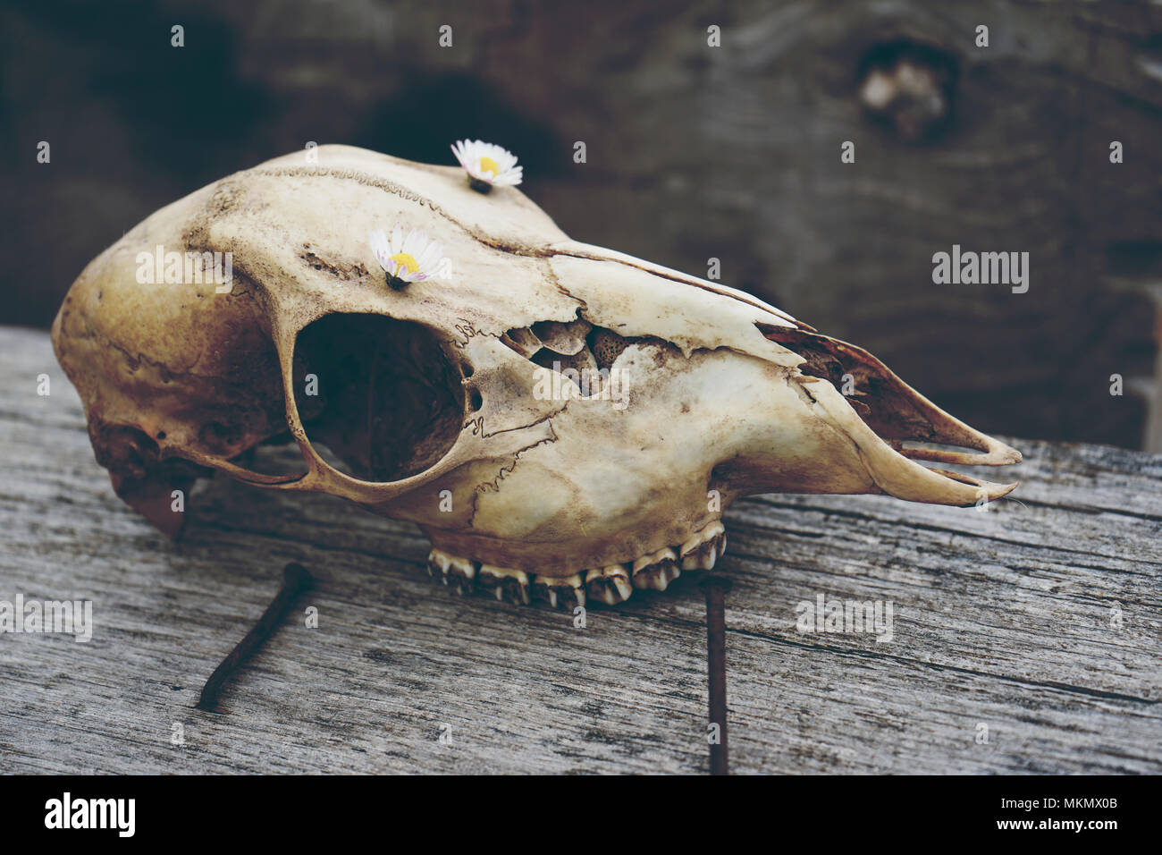 Какого животного этот череп. Какого животного этот череп. Какого животного этот череп. Черепа разных животных. Черепа рогатых животных.