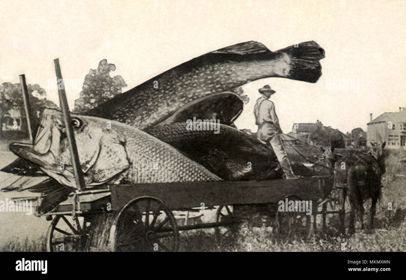 Really Big Fish Stock Photo - Alamy