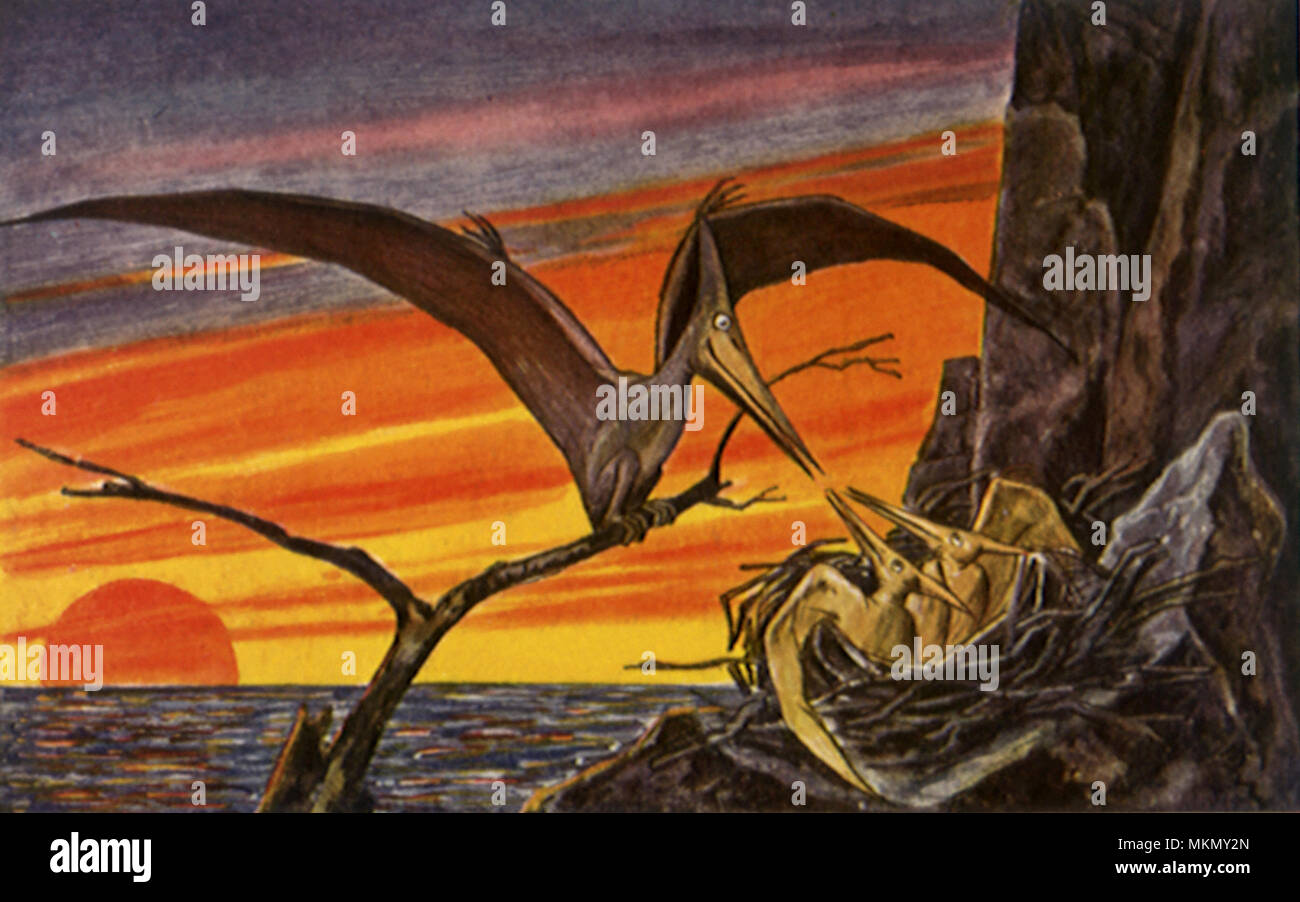 Pterodactyl stock photo. Image of brutal, archeopteryx - 45412668