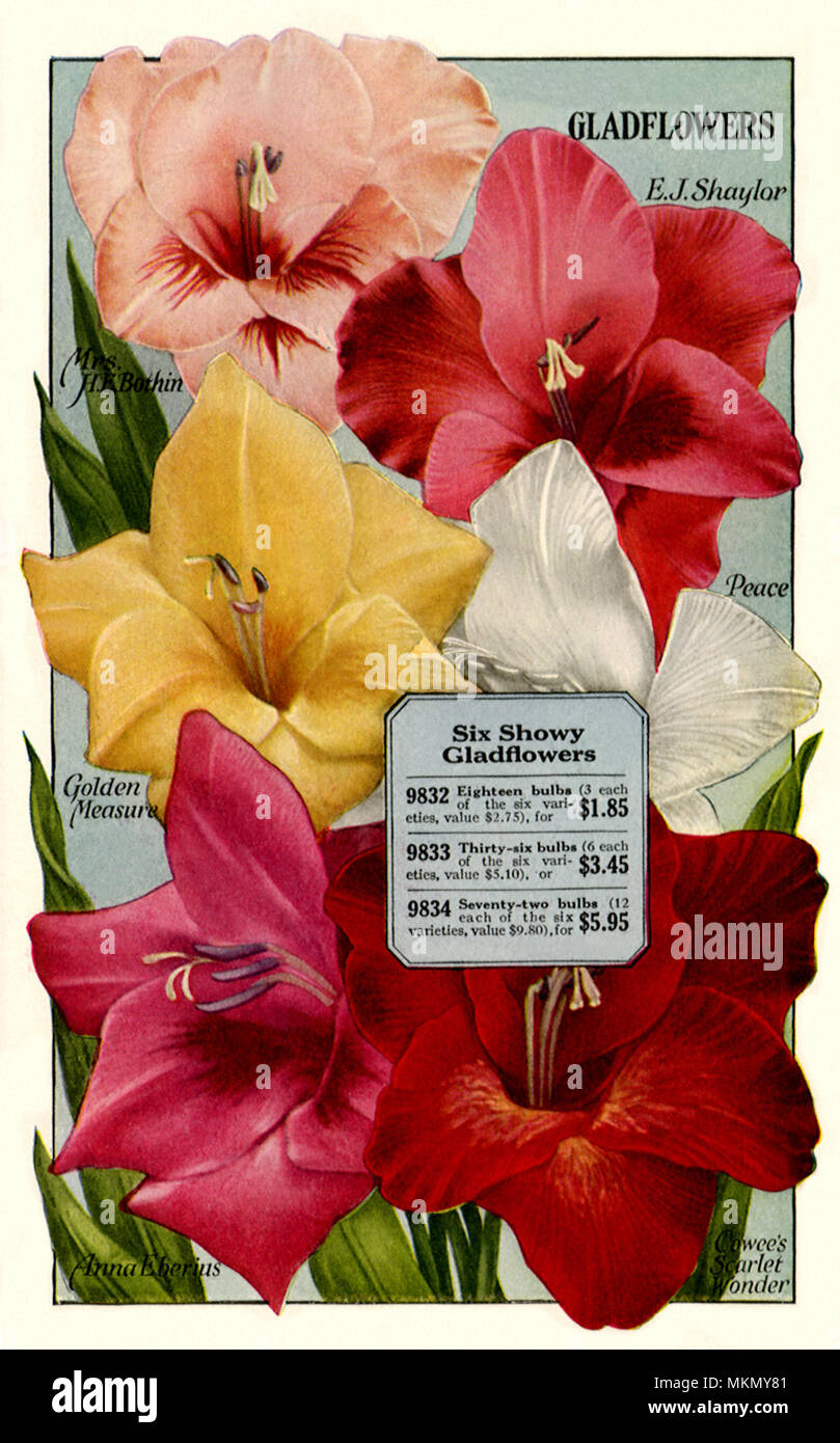 Six Gladflowers Stock Photo