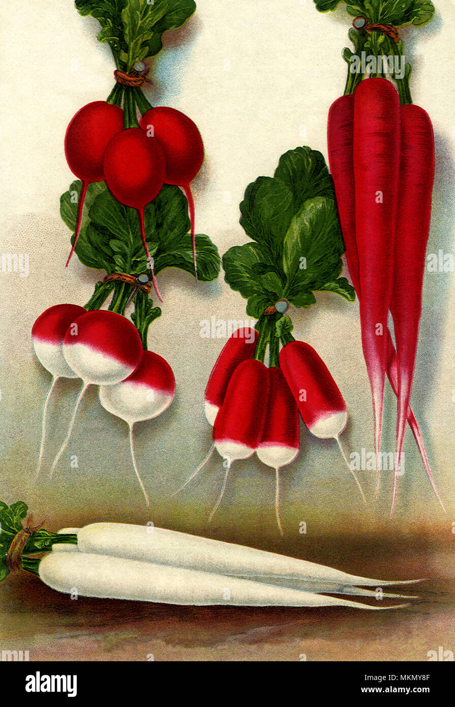 Five Radish Varieties Stock Photo