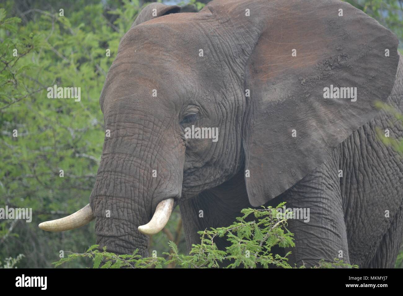African Bush Elephant Stock Photo - Alamy