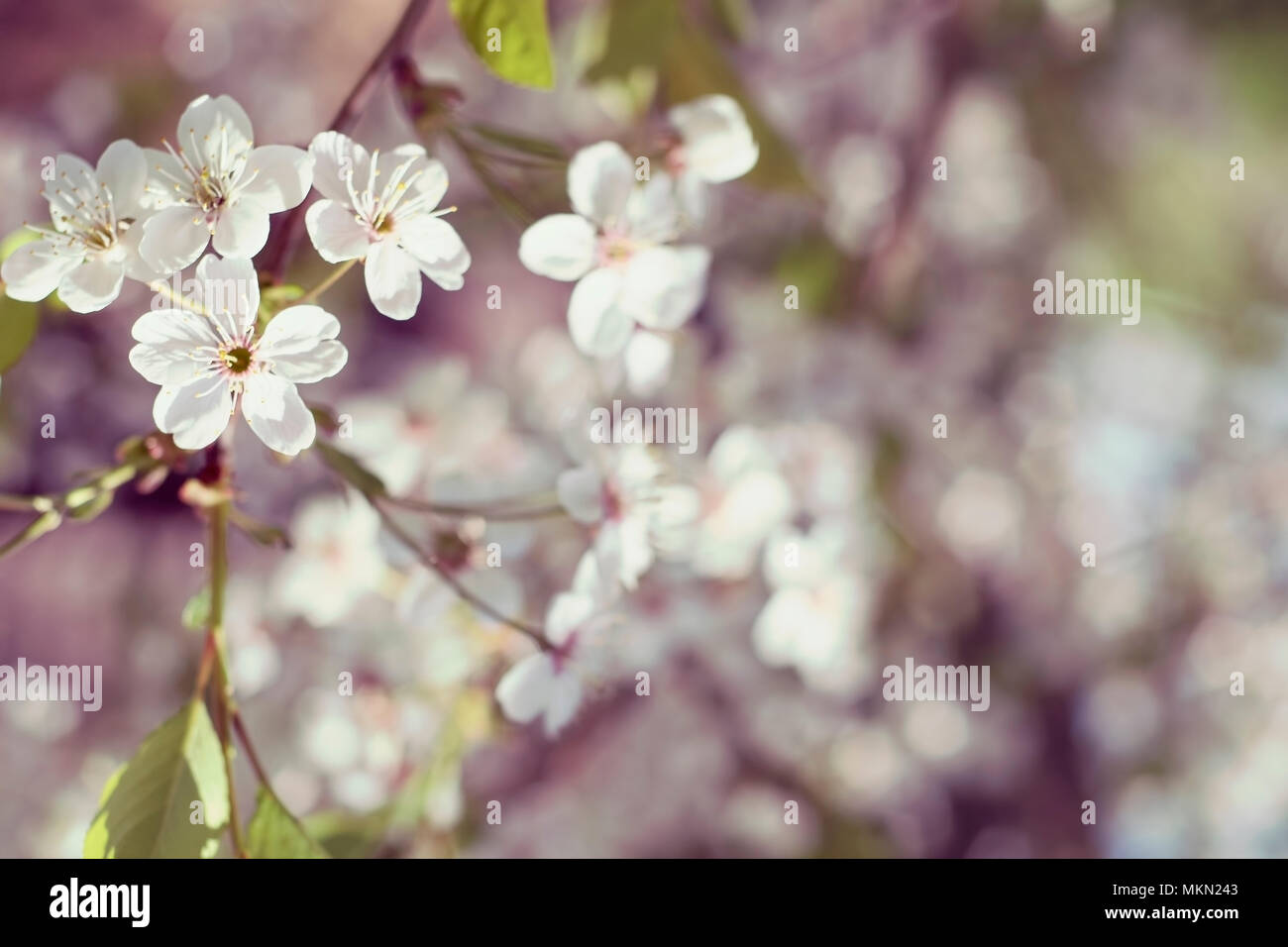 Scenic flower background. Floral summer composition. Sakura Stock Photo