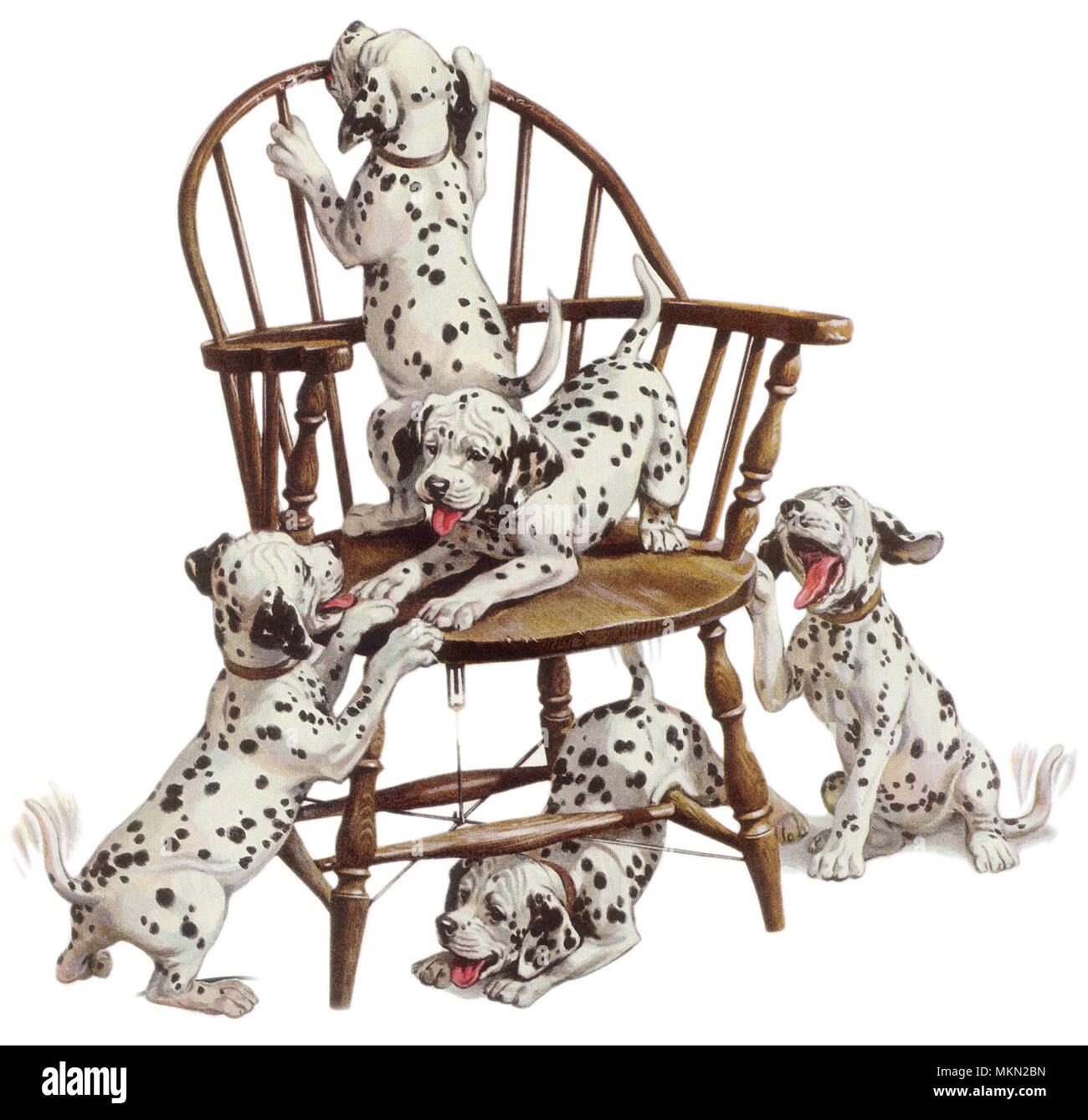 Playful Dalmatian Pups Stock Photo