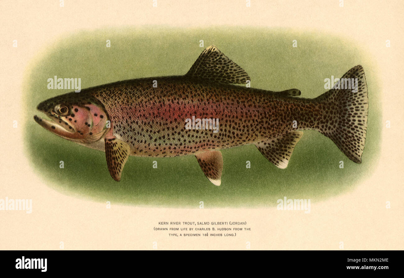Kern River Trout Stock Photo