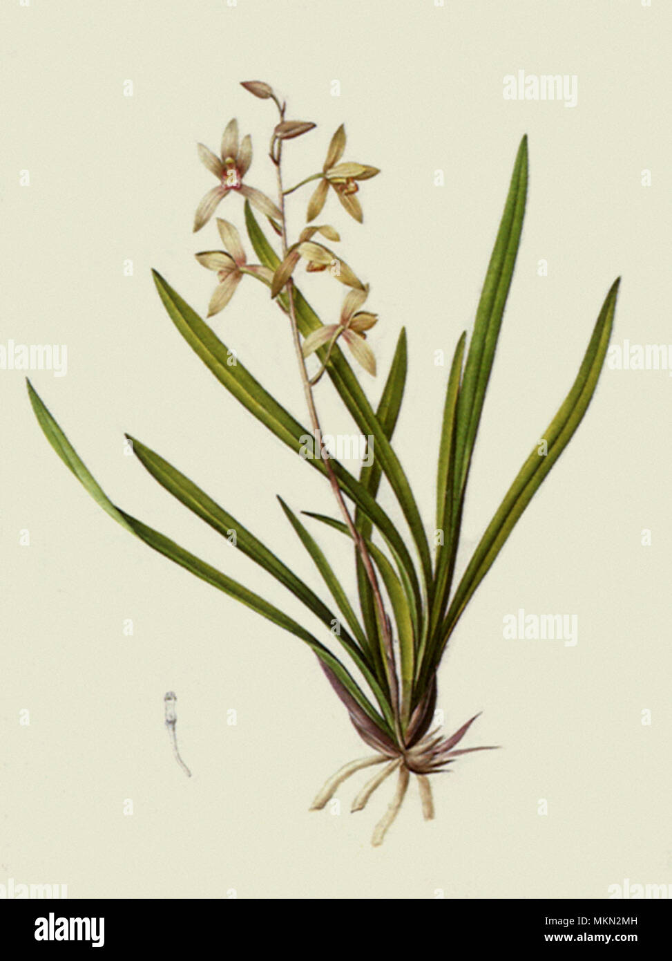 White Orchidaceae Stock Photo