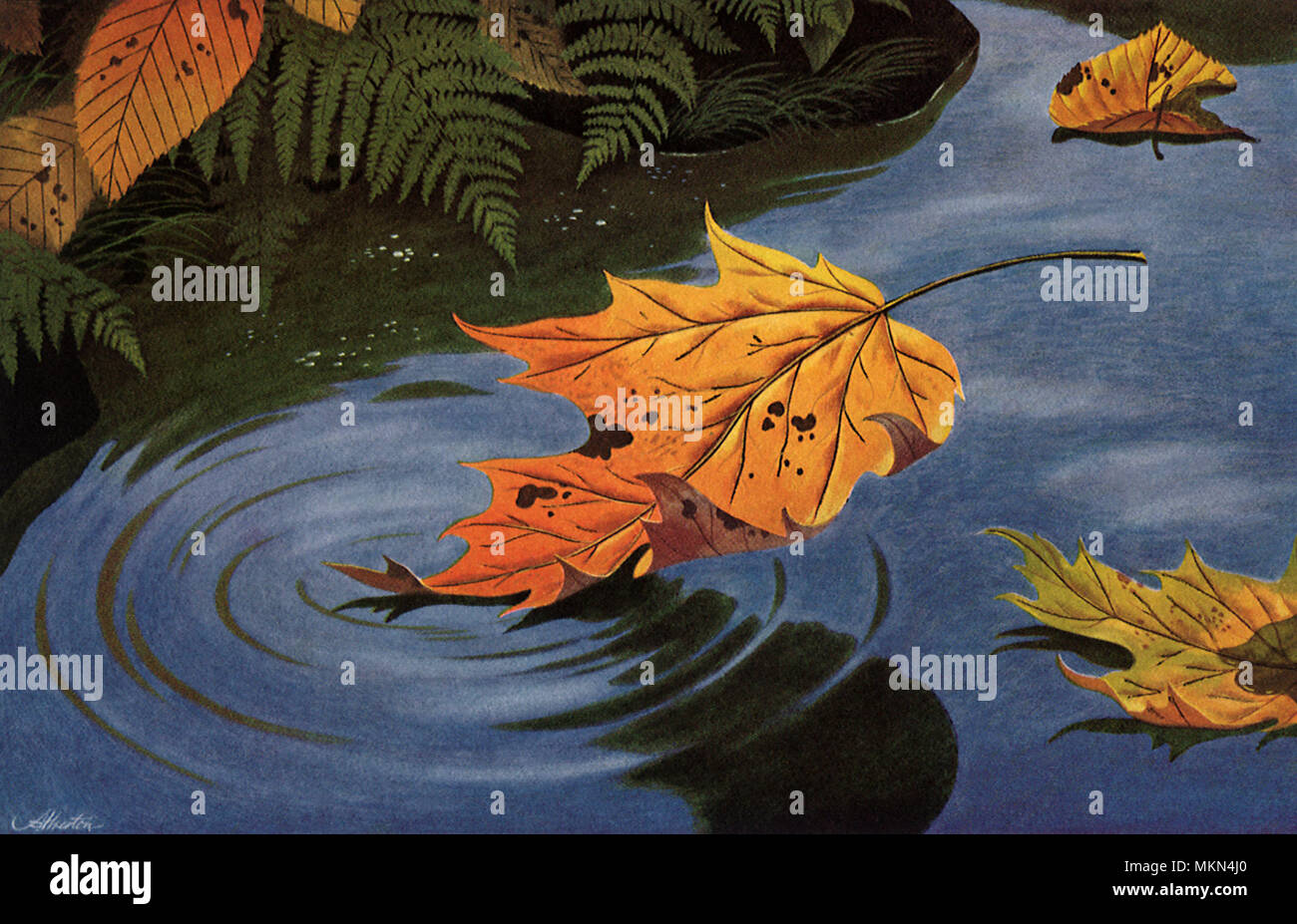 Mottled leaf hi-res stock photography and images - Alamy