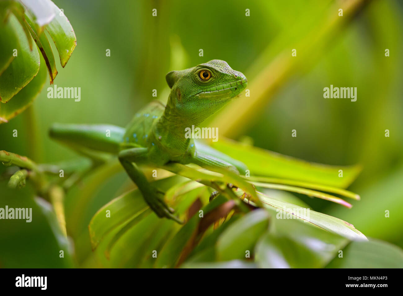 Green Basilisk - Basiliscus plumifrons, green lizard from Central America forests, Costa Rica. Stock Photo