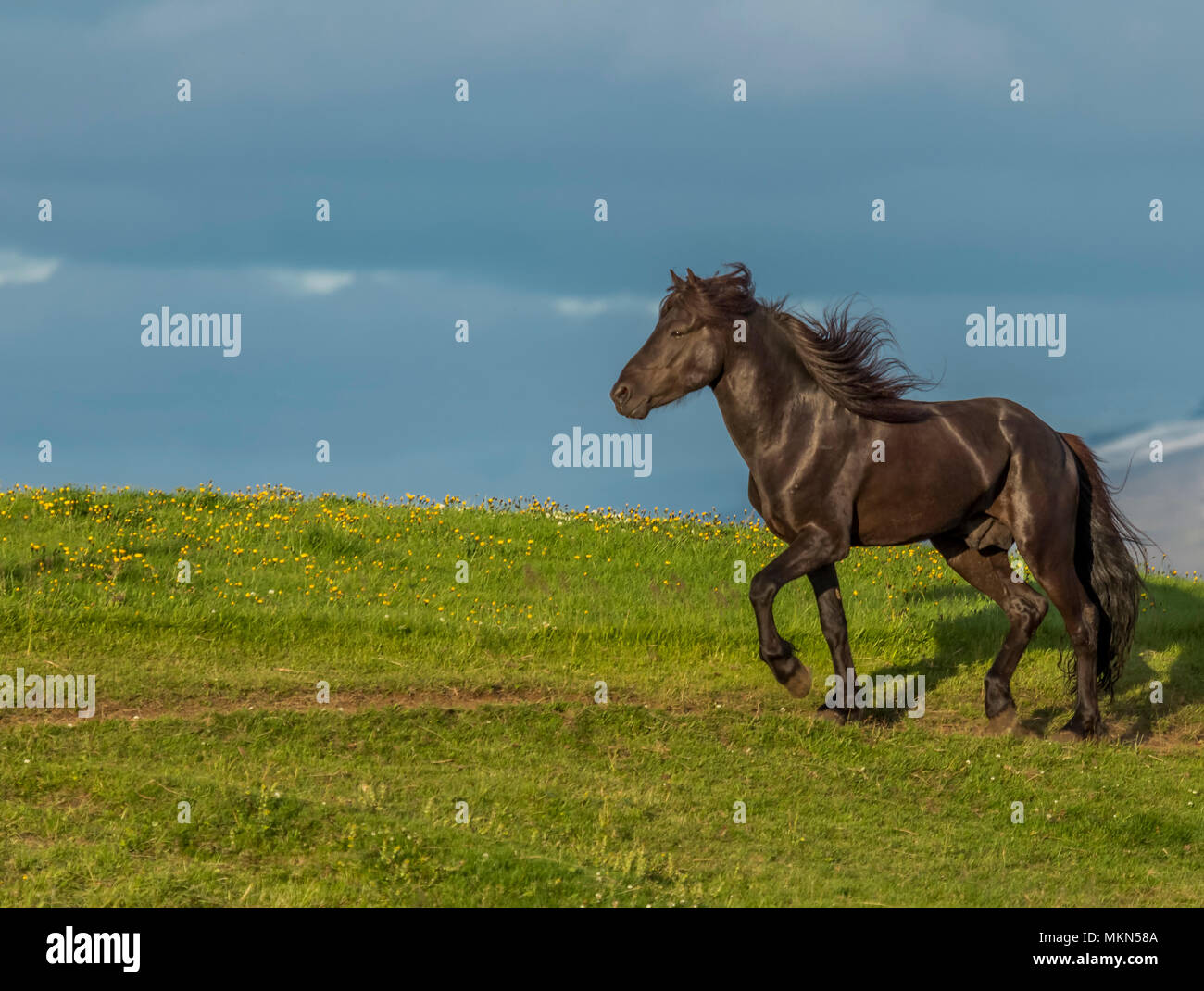Icelandic Horse, Iceland Stock Photo