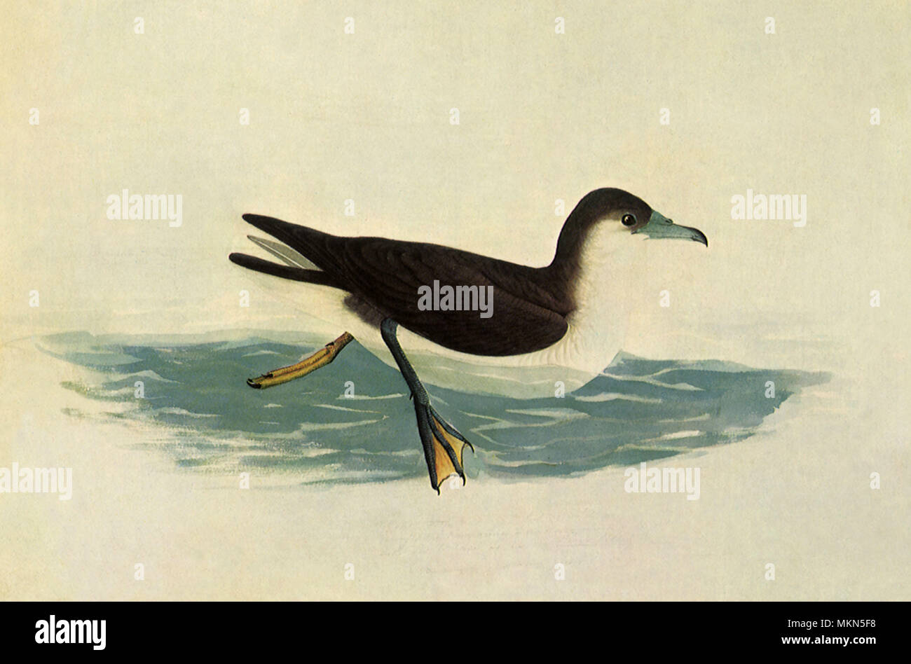 Audubon's Shearwater Stock Photo