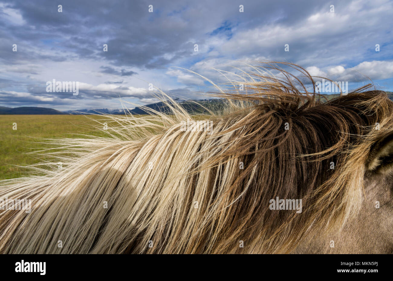 Mane of Icelandic Horse, Iceland Stock Photo
