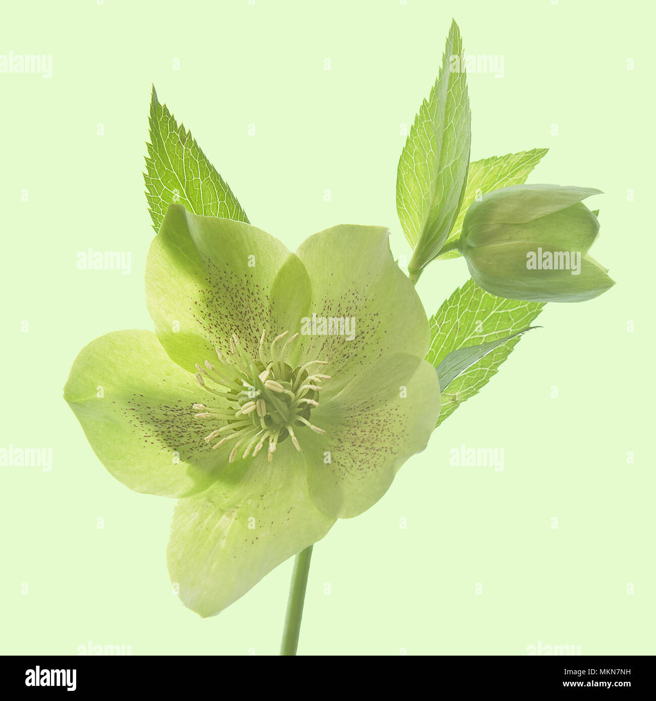 Green hellebores isolated against a green background Stock Photo