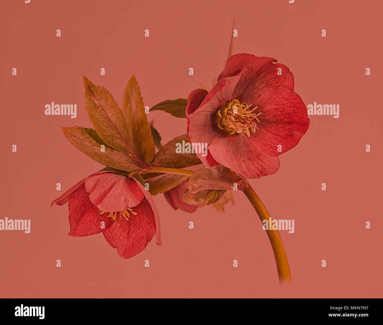 Hellebore on Red. Stock Photo