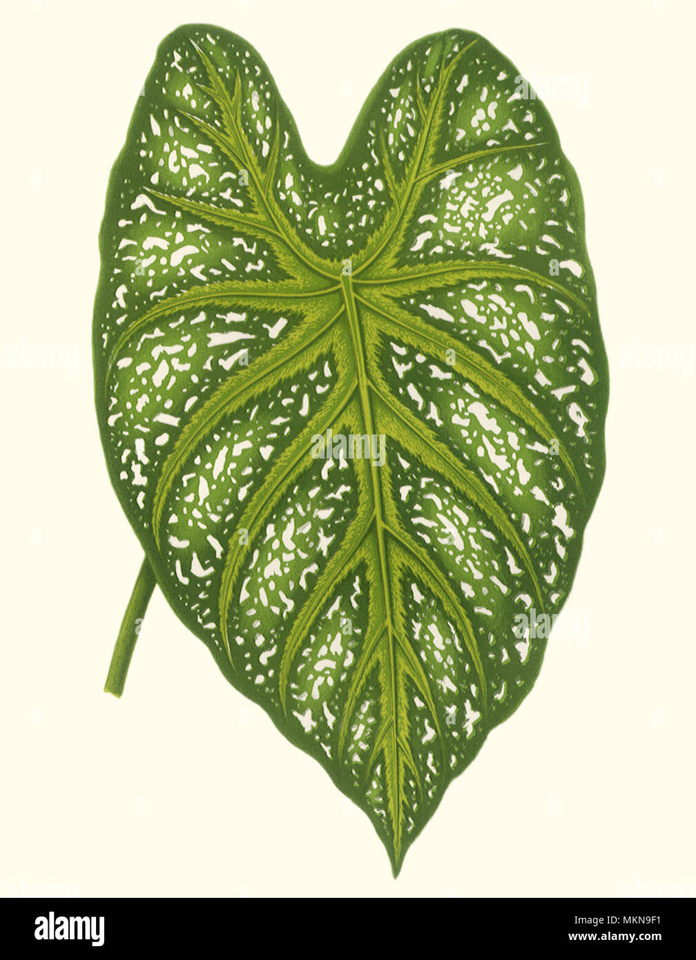 Caladium Mirabile Stock Photo