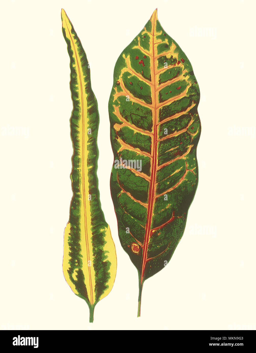 Croton Leaf Varieties Stock Photo