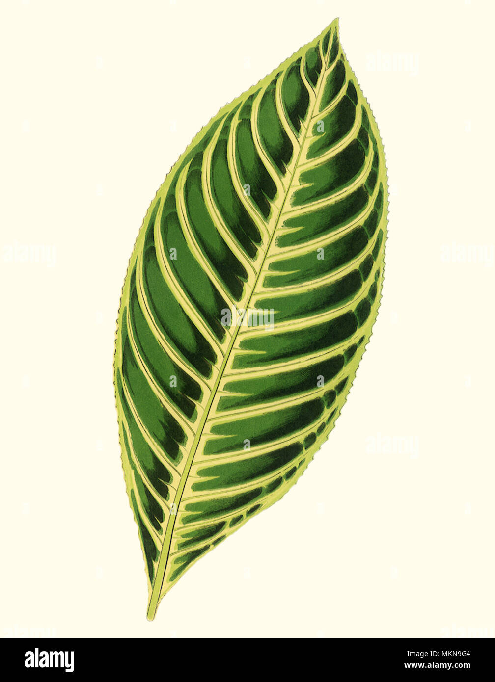 Noble Sanchezia Leaf Stock Photo