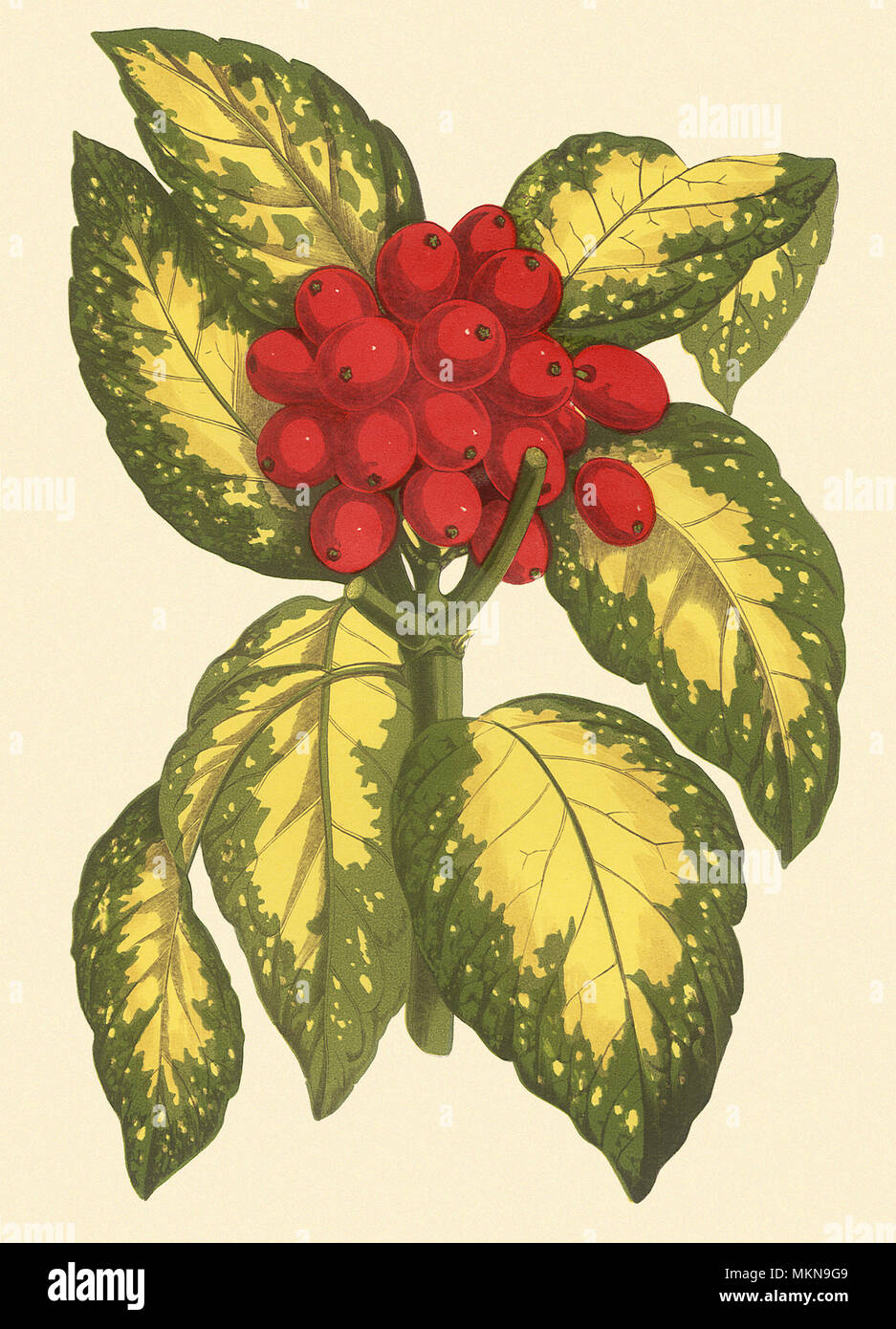 Japanese aucuba aucuba japonica hi-res stock photography and images - Alamy