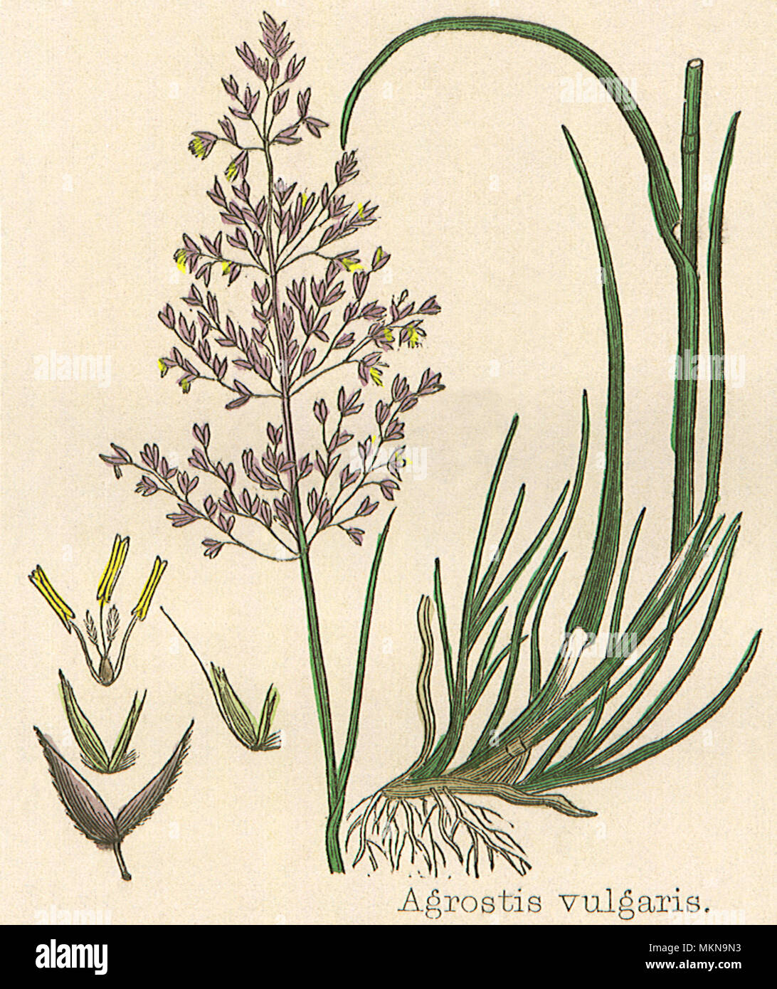 Fine Bent-Grass Stock Photo