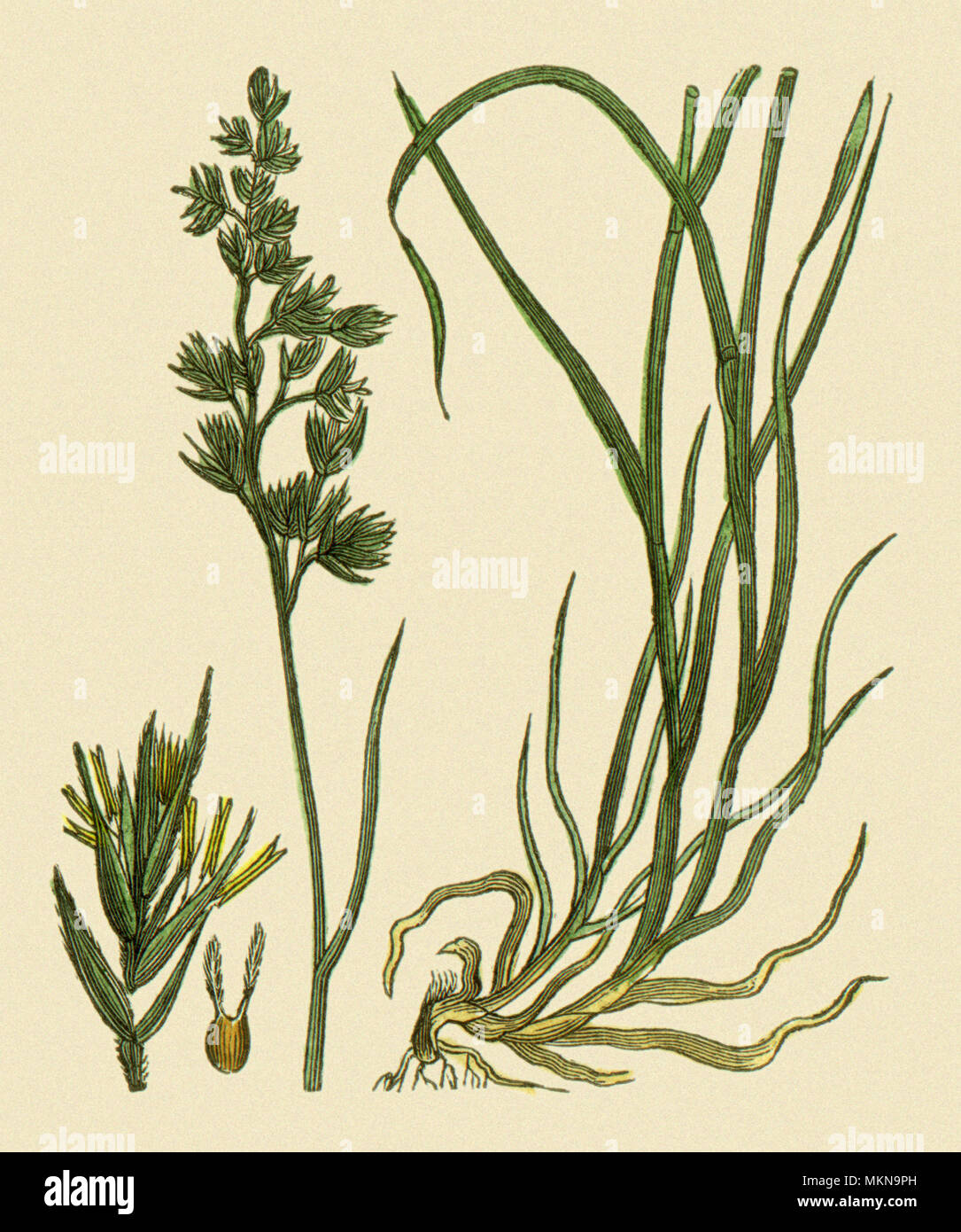 Hard fescue grass hires stock photography and images Alamy