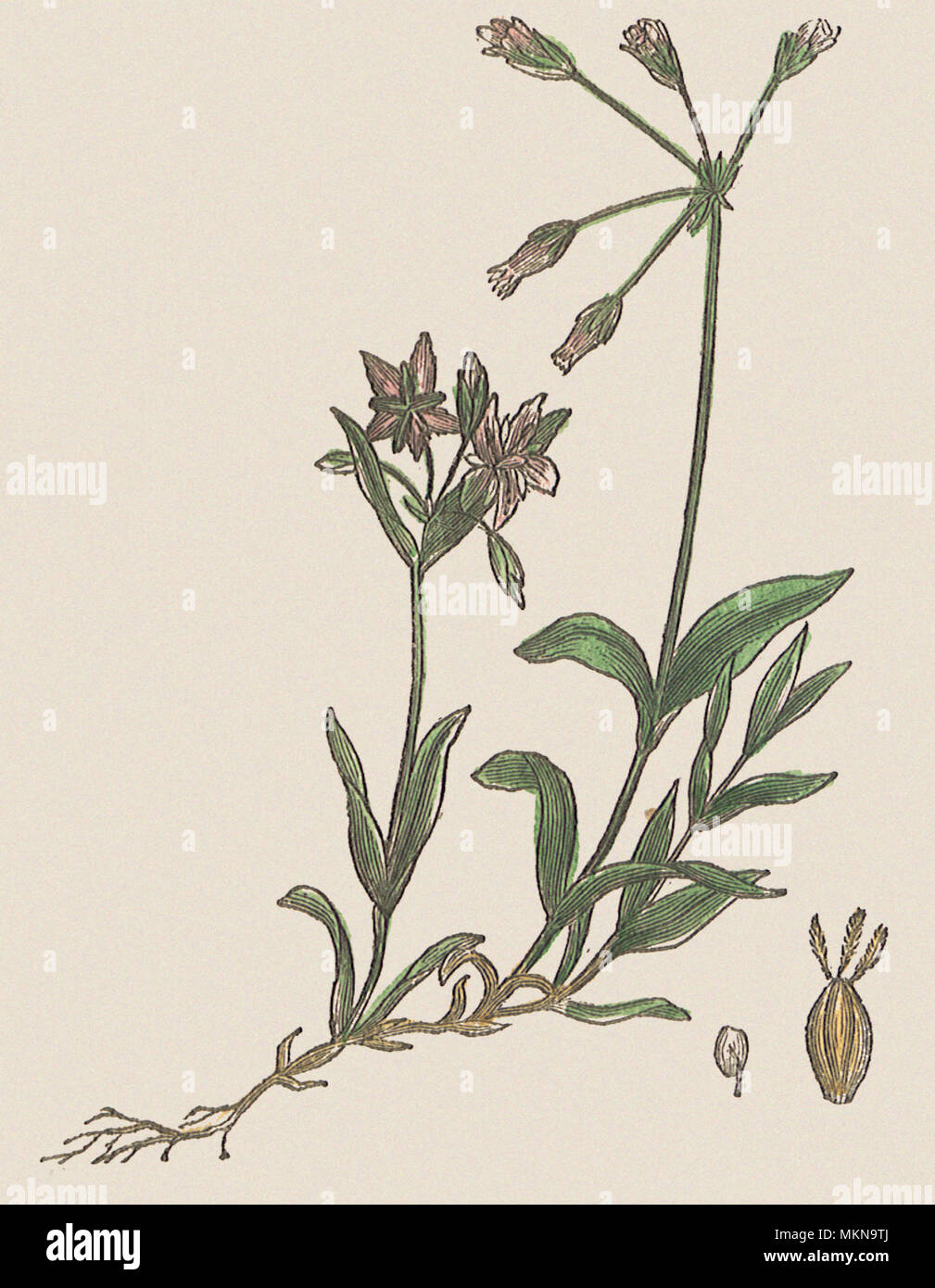 Holosteum Umbellatum Stock Photo
