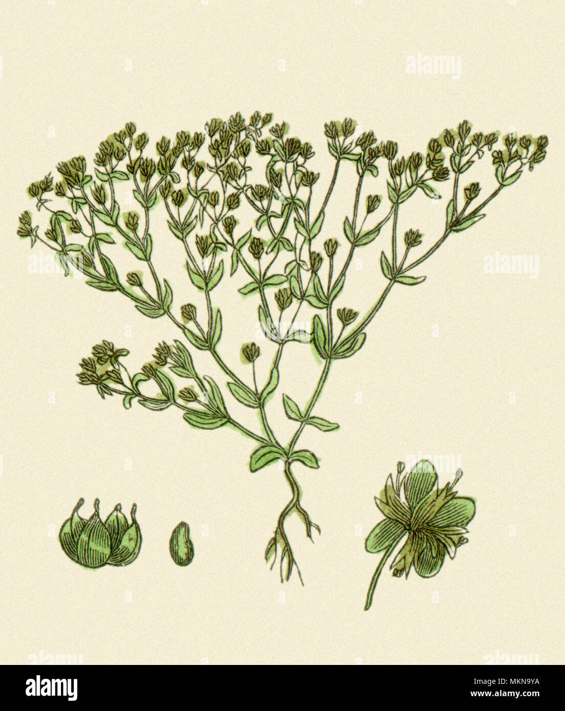 Thyme-Leaved Flax-Seed Stock Photo