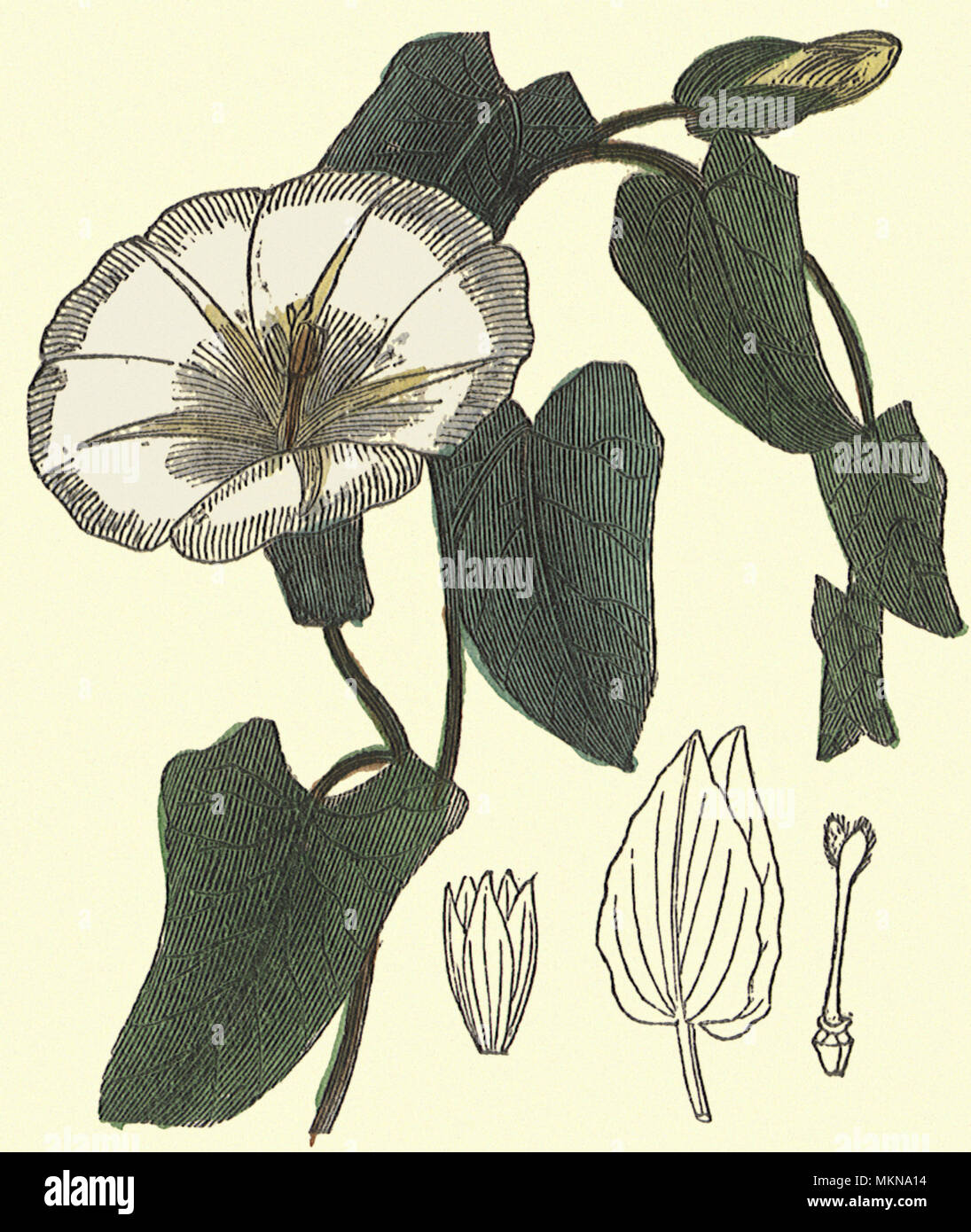 Great bindweed hi-res stock photography and images - Alamy