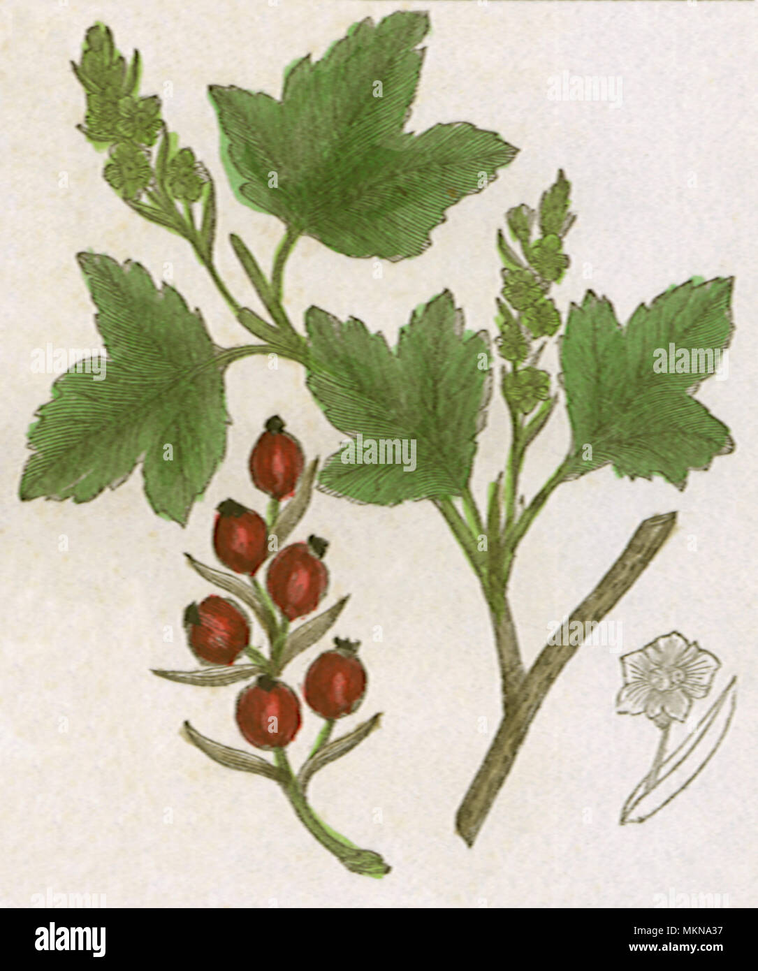 Ribes Alpinum Stock Photo
