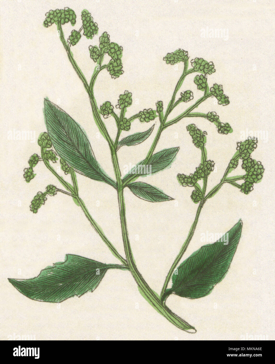 Chenopodium cymigerum Stock Photo