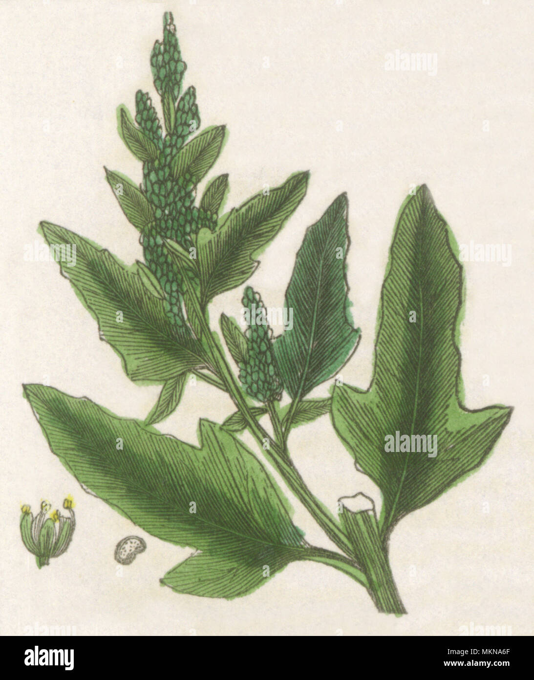 Fig-leaved Goosefoot Stock Photo