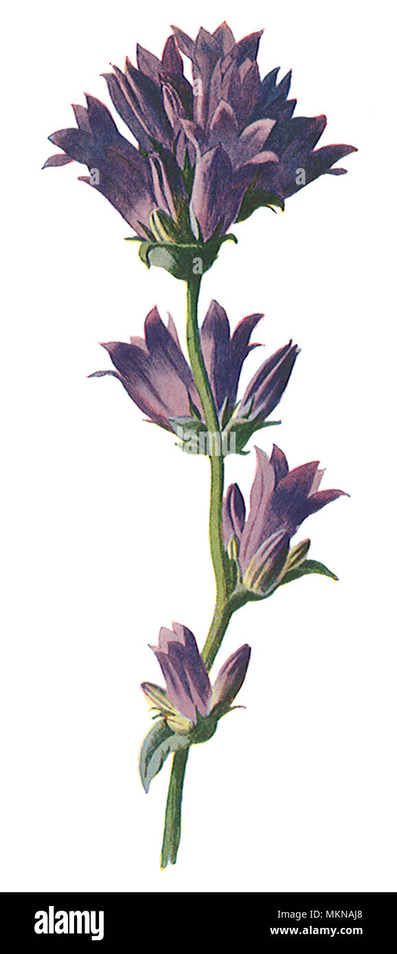 Clustered Bell-Flower Stock Photo