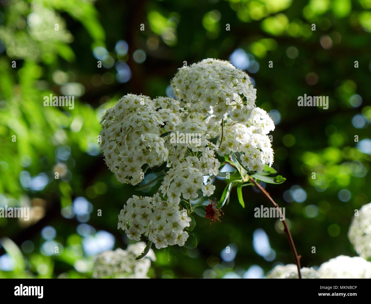Cluster of small white flowers Stock Photo Alamy