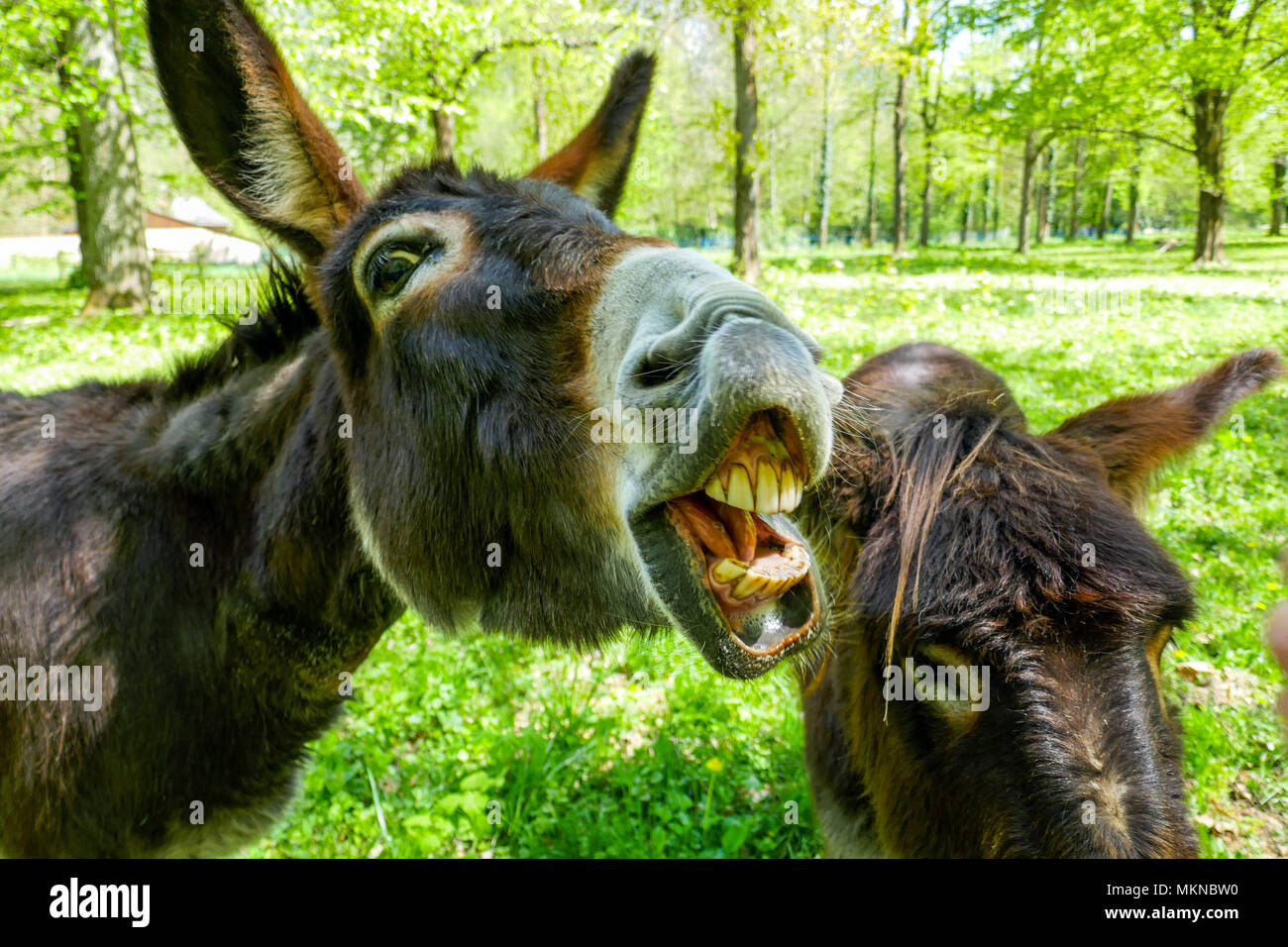 Donkeys looking hi-res stock photography and images - Alamy