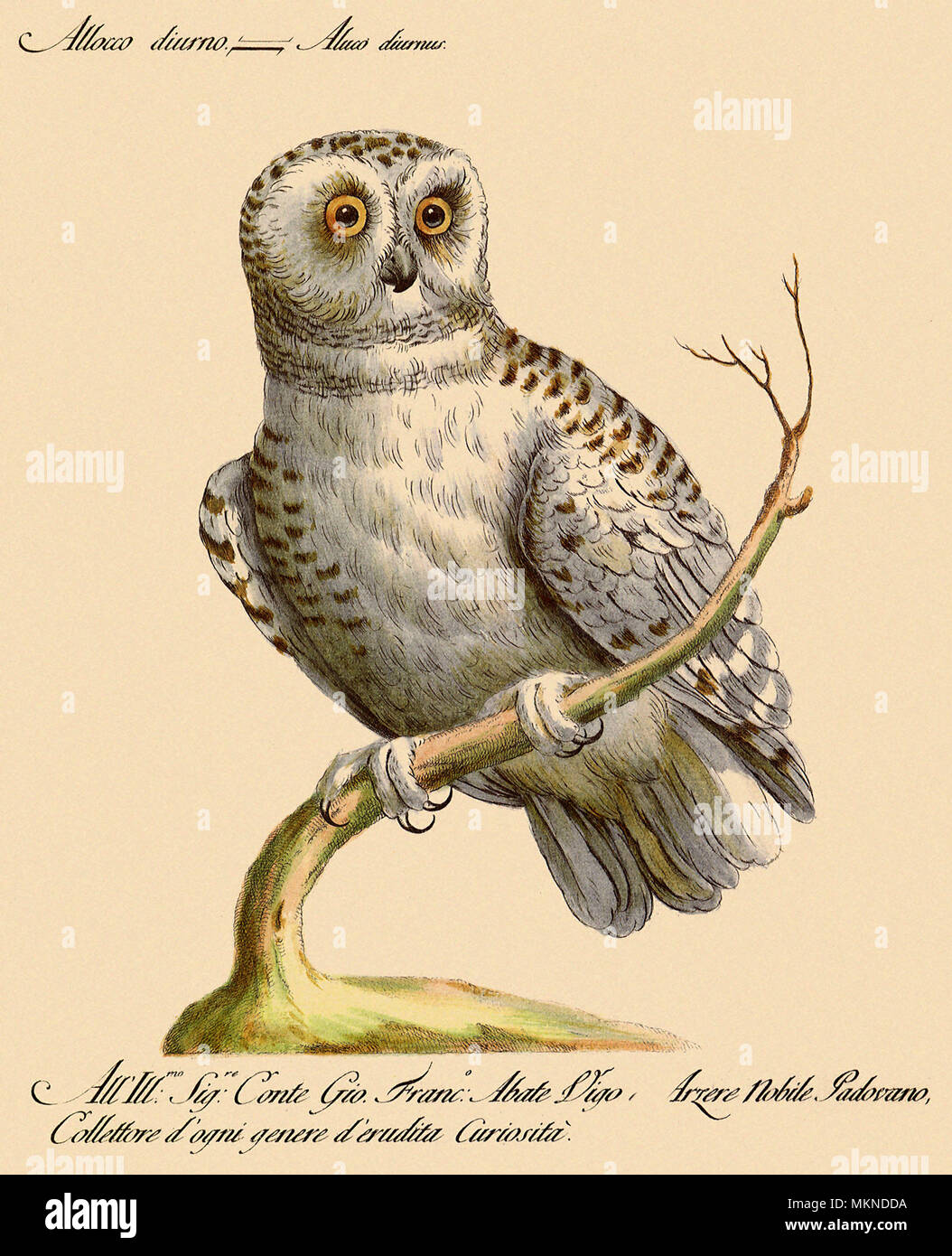 White Owl Stock Photo