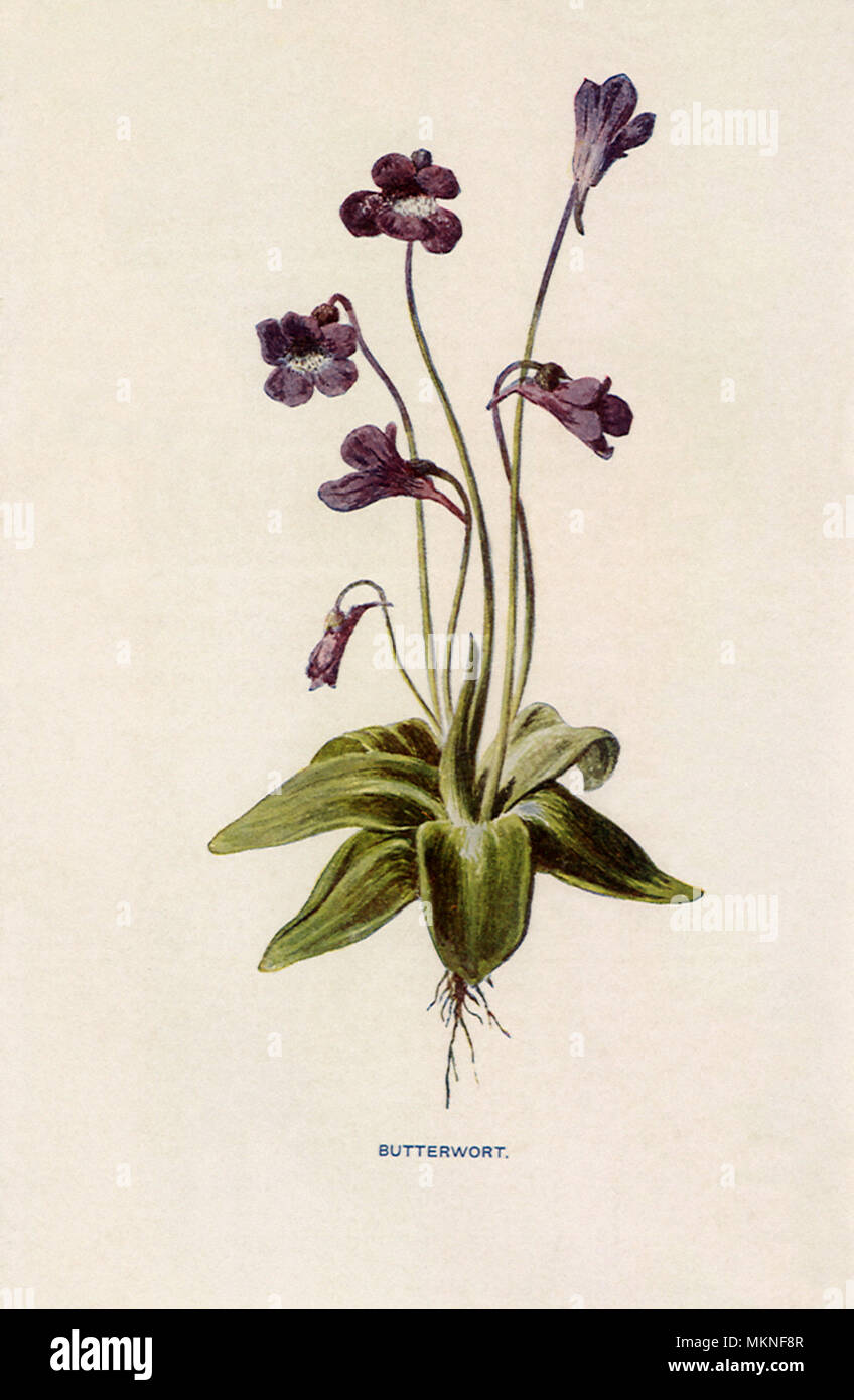 Butterwort, Pinguicula vulgaris Stock Photo
