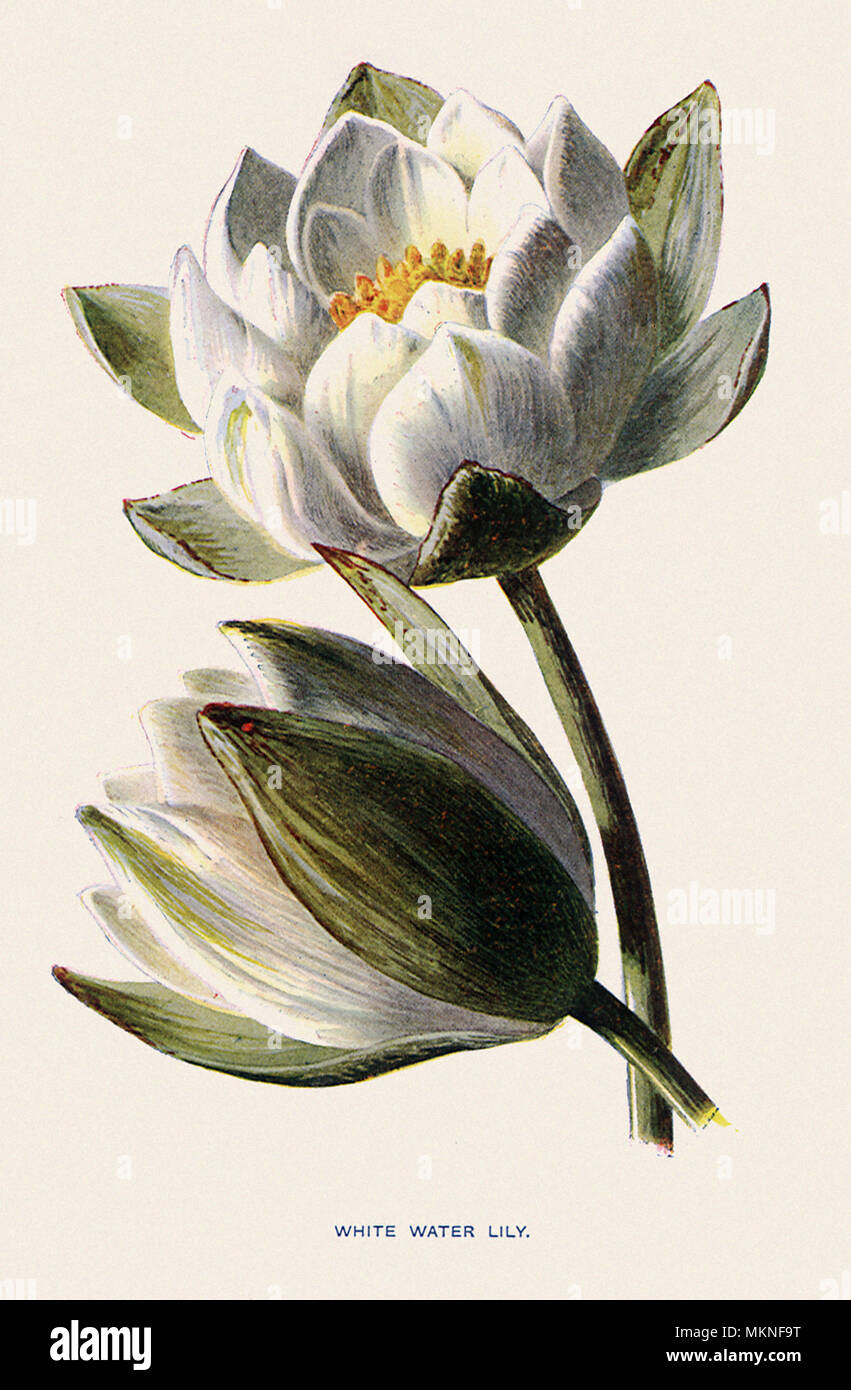 White Water Lily, Nymphœa alba Stock Photo