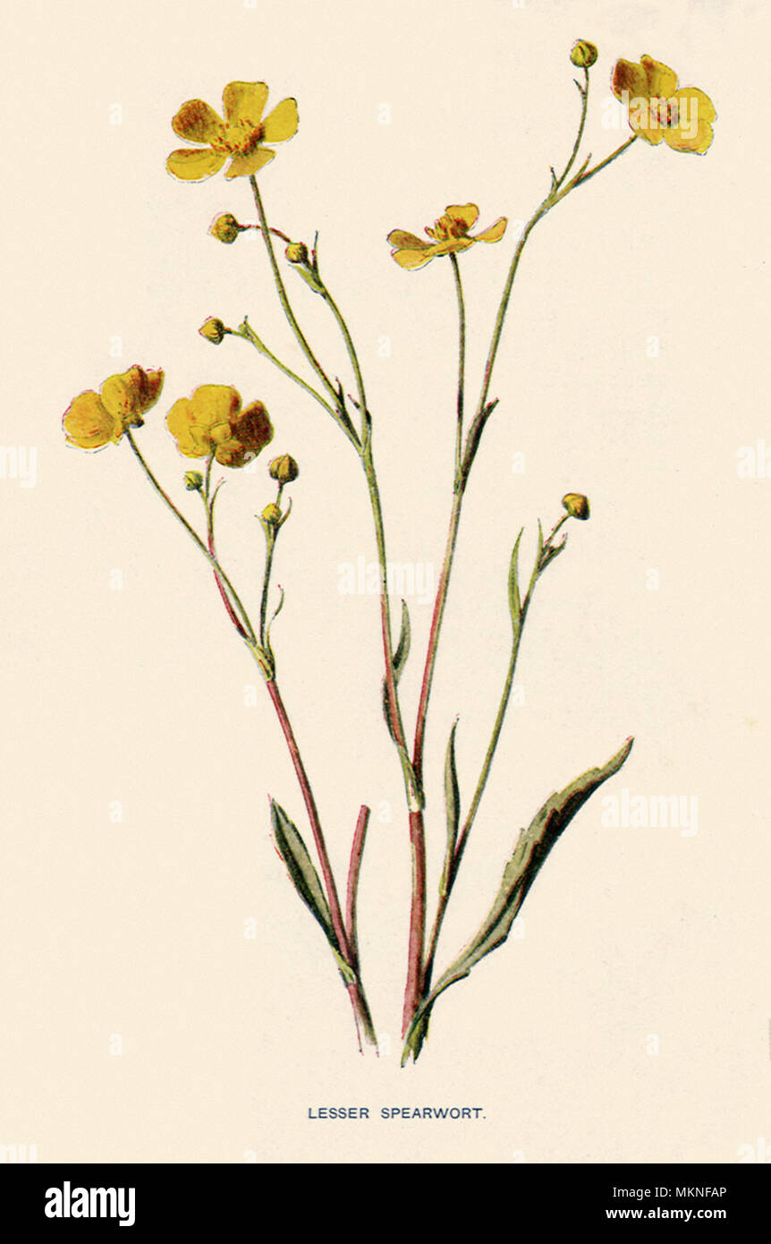 Lesser Spearwort, Ranunculus flammula Stock Photo