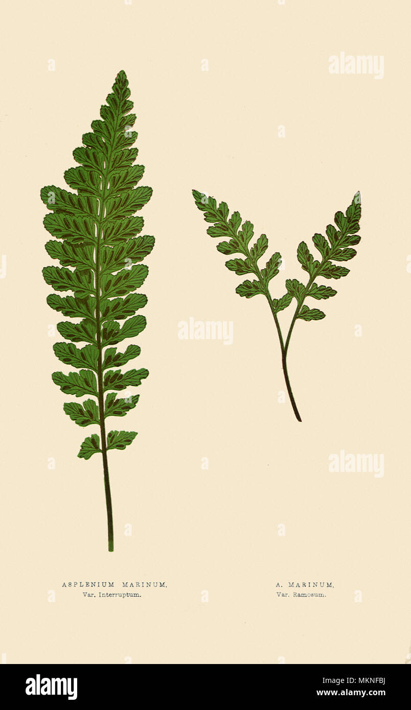 Asplenium Marinum, var. Interruptum & Ramosum Stock Photo