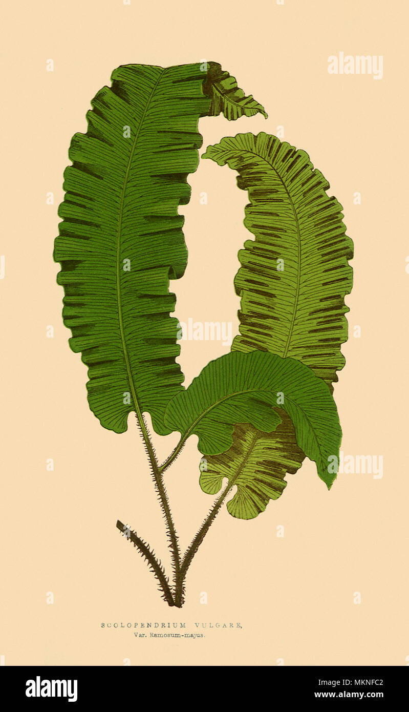 Scolopendrium Vulgare, var. Ramosum majus Stock Photo