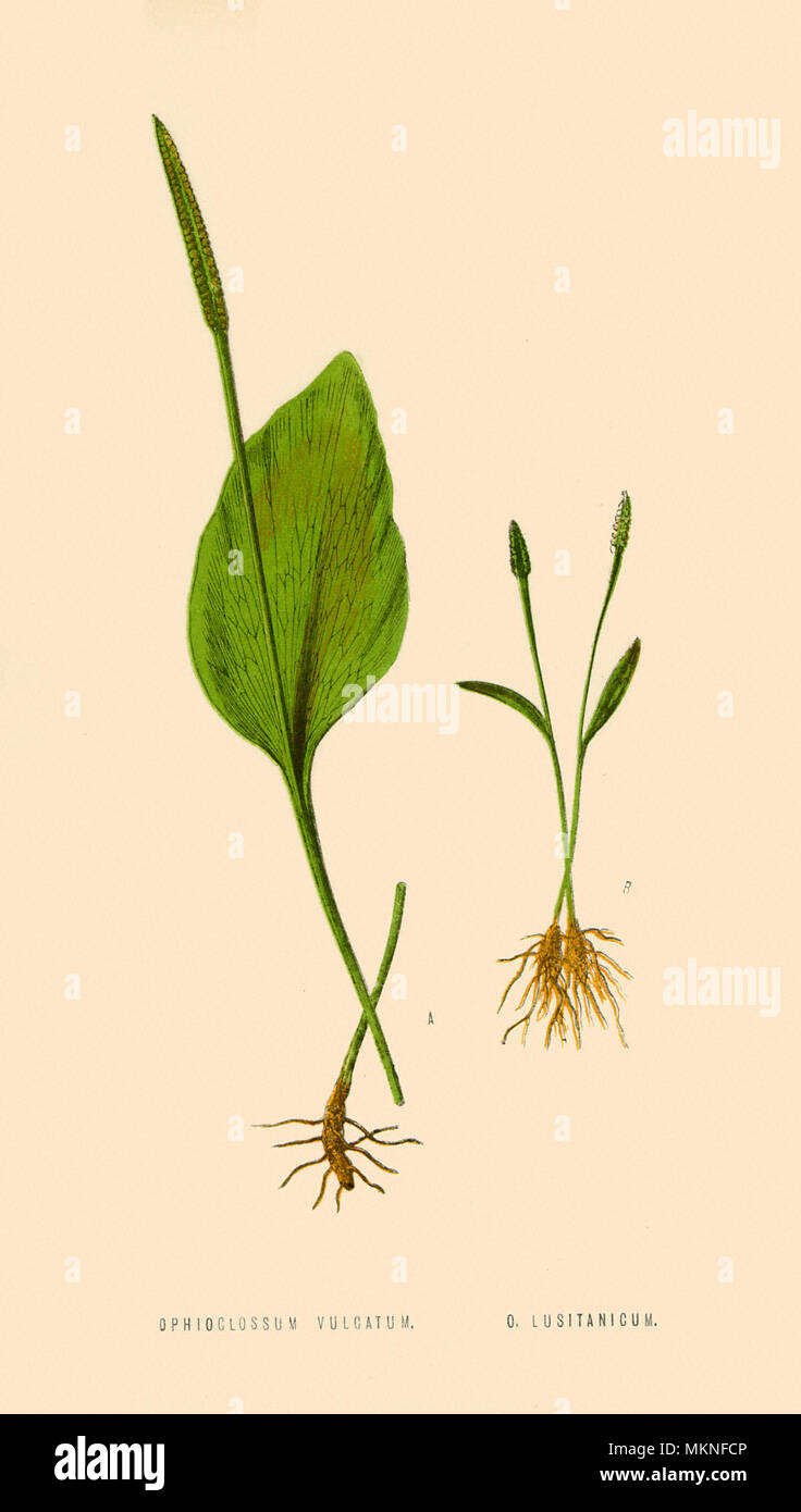 Ophioglossum Vulgatum and Lusitanicum Stock Photo