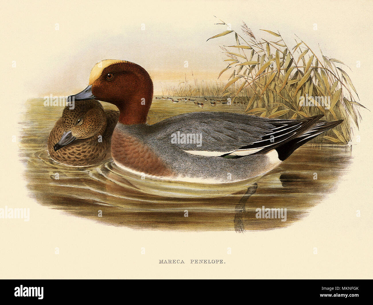 Eurasian Widgeon, Anas penelope, Mareca penelope Stock Photo Alamy