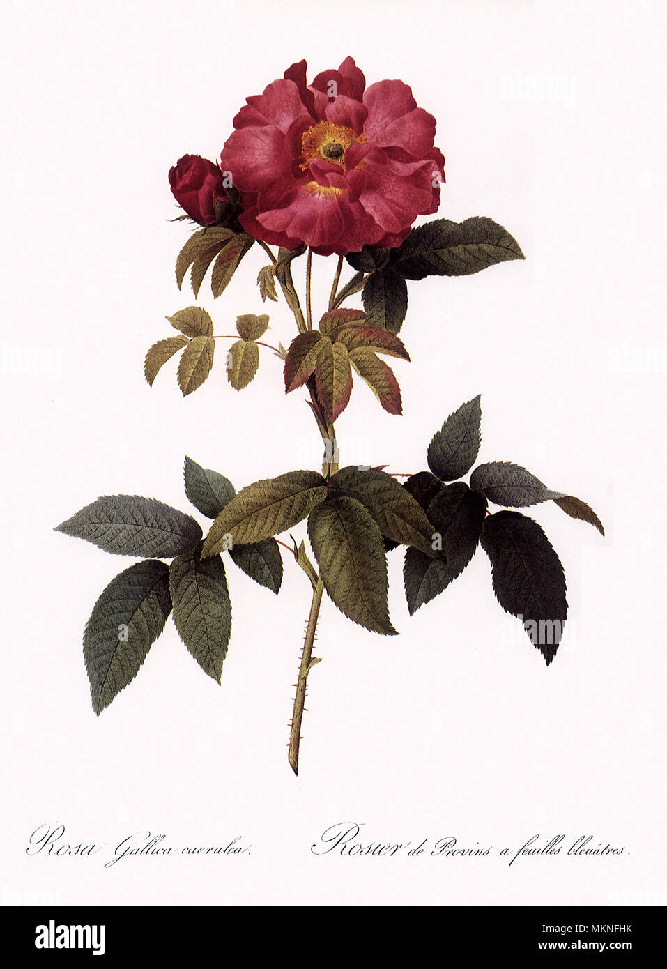 Bluish-Leaved Provins Rose, Rosa Gallica Caerulea Stock Photo