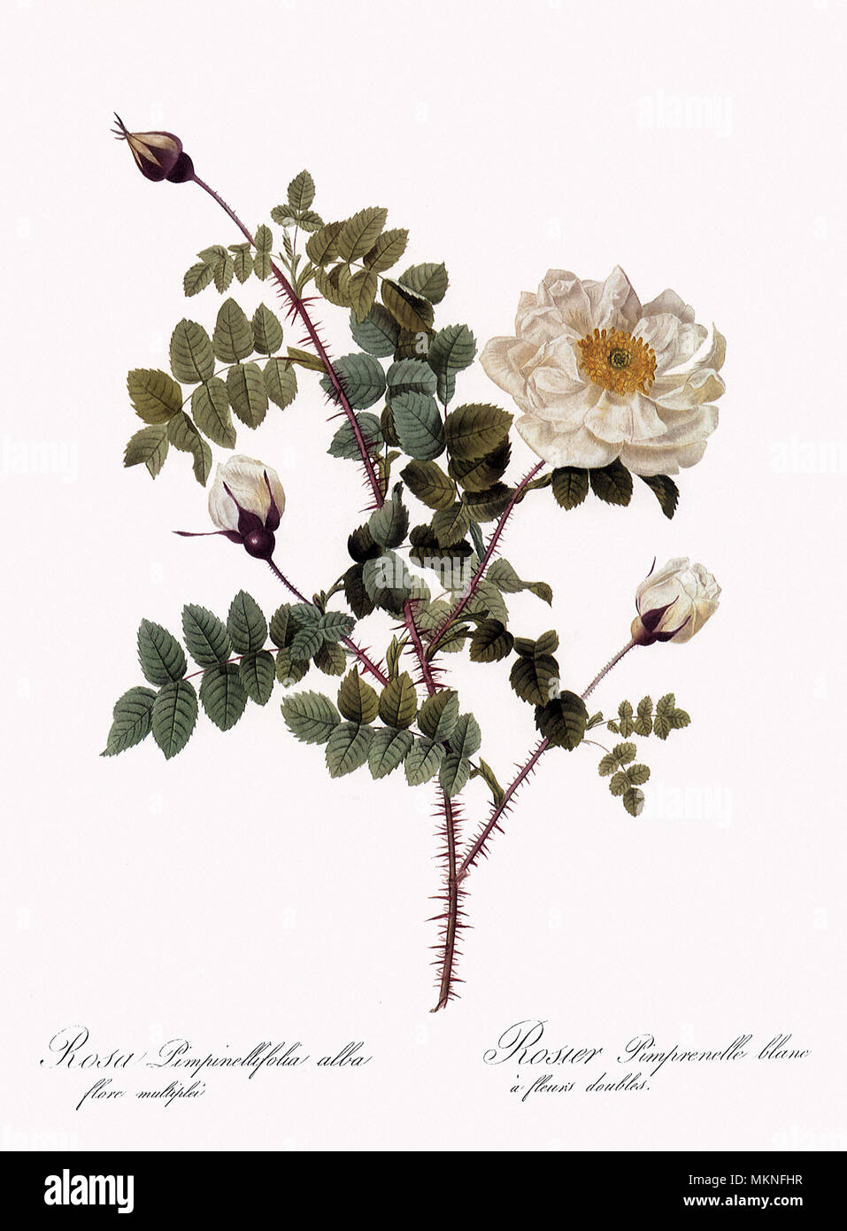 Double White Burnet Rose Stock Photo
