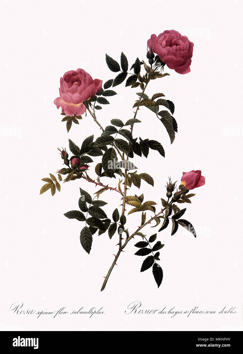 Semi-Double Hedge Rose, Rosa Sepium Flore Submultiplici Stock Photo