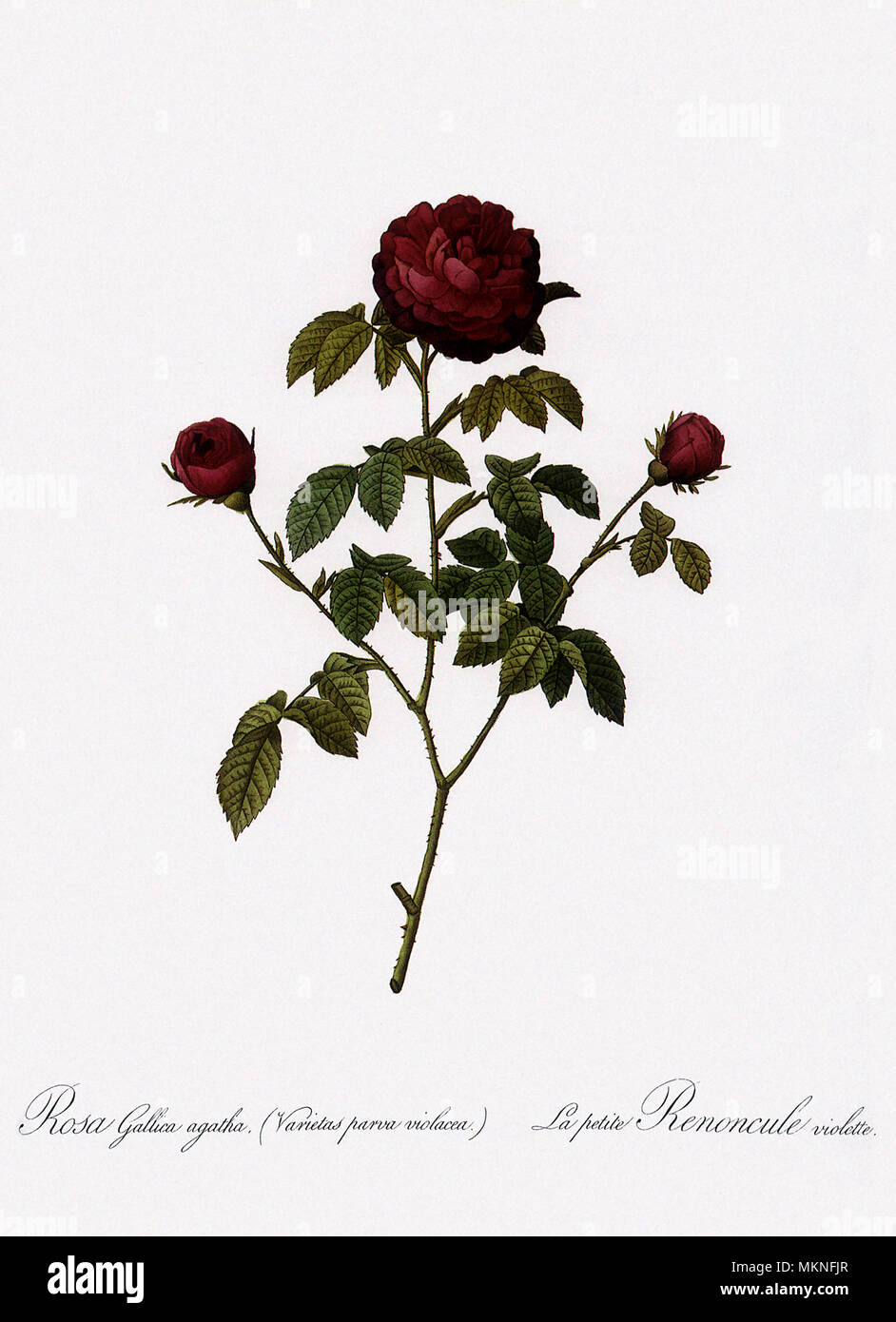Small Ranunculus Violet Provins Agatha Rose Stock Photo