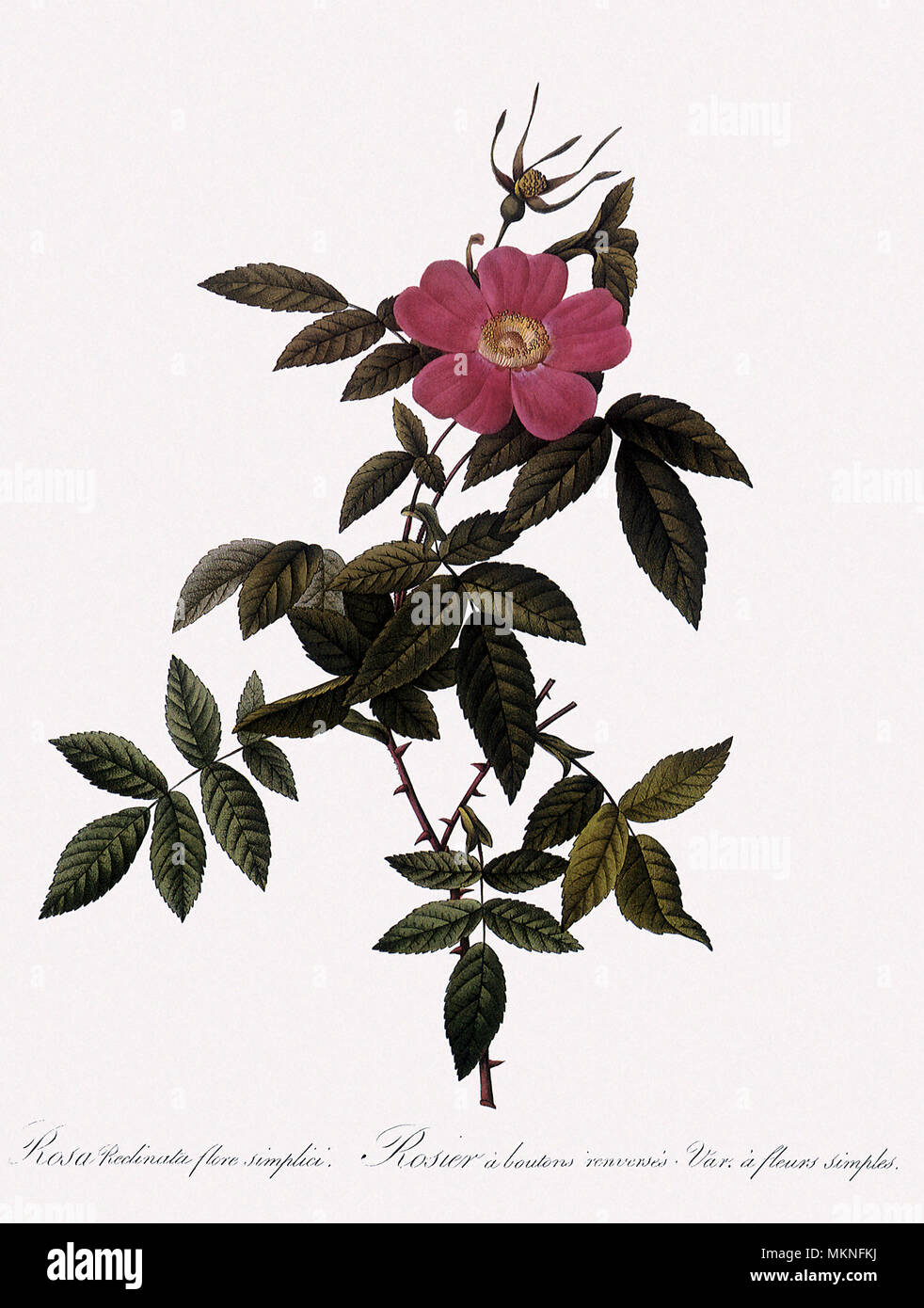 Single and NearDouble DroopBud Rose Stock Photo Alamy