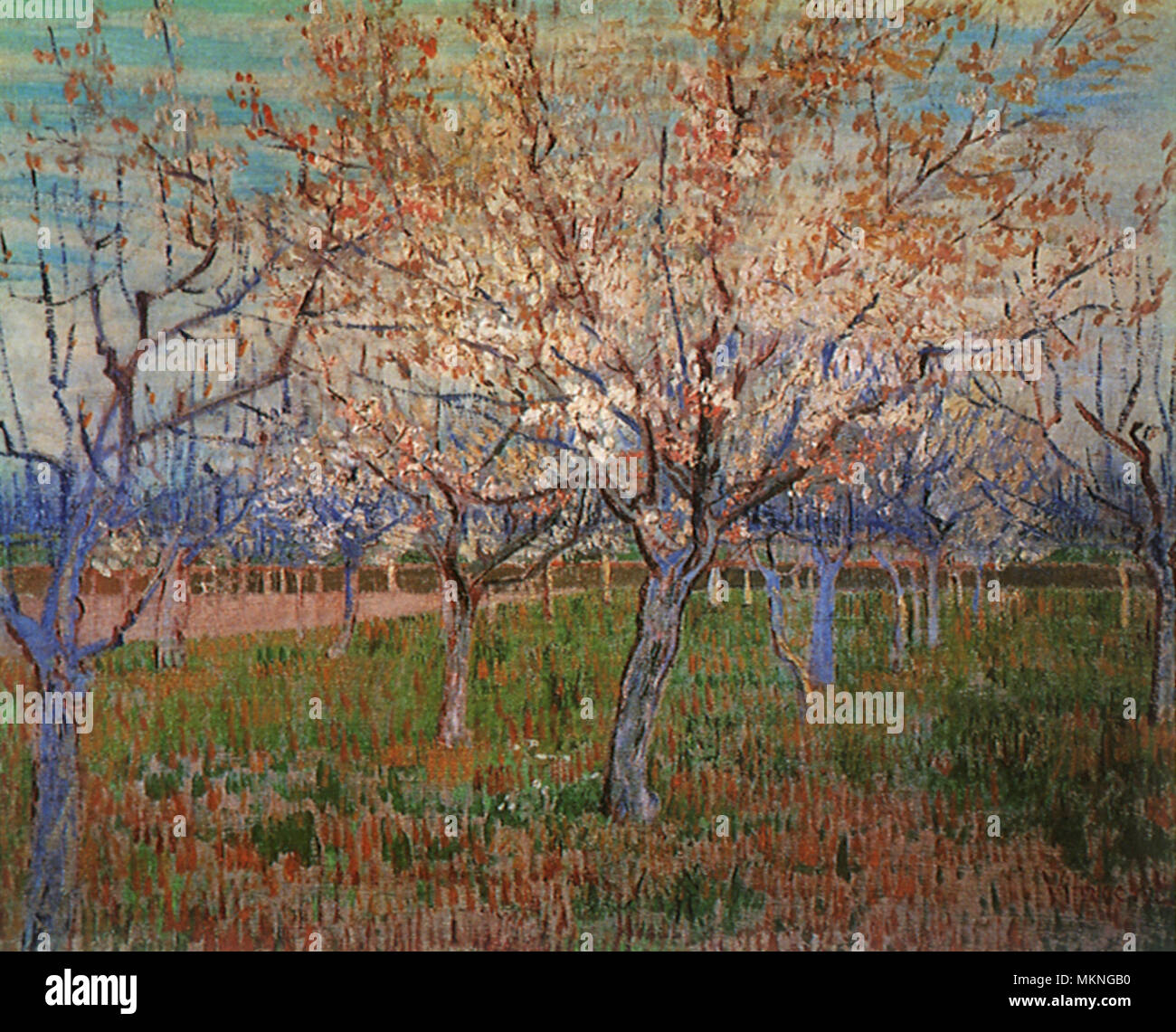 Orchard with Blossoming Apricot Trees Stock Photo