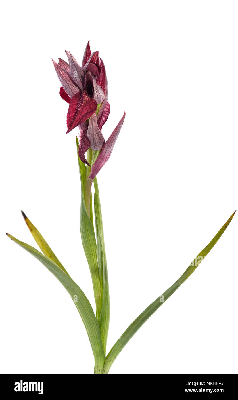 Heart-flowered Serapias wild orchid (Serapias cordigera) full plant isolated over a white background. Serra da Arrabida, Portugal. Stock Photo